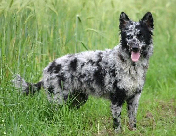 perro pastor hungaro pastor Mudi