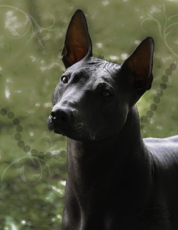 xoloitzcuintle