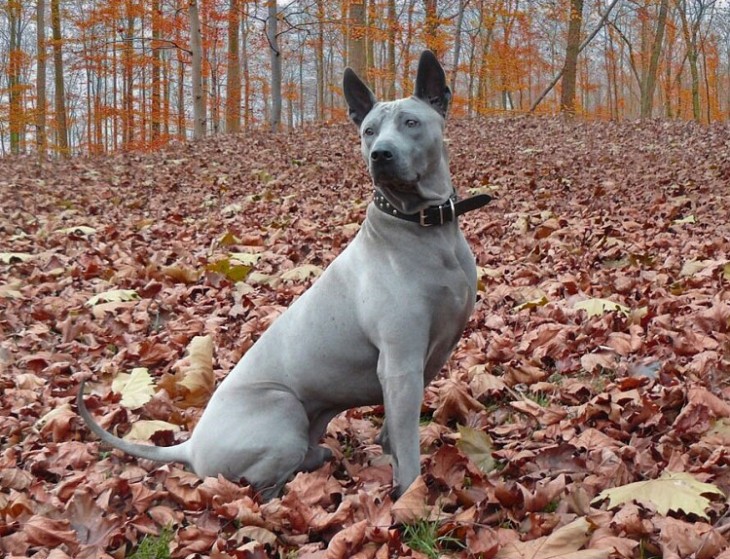 perro Ridgeback Tailandés