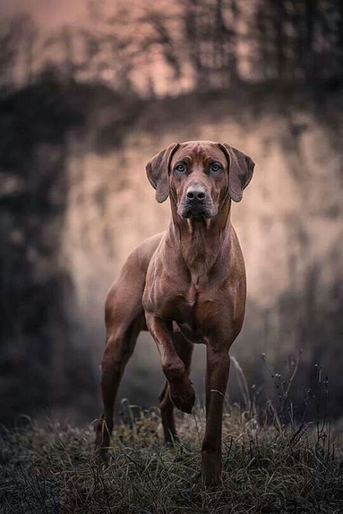 Perro Rhodesian Ridgeback