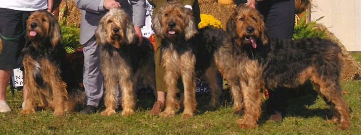 Otterhounds