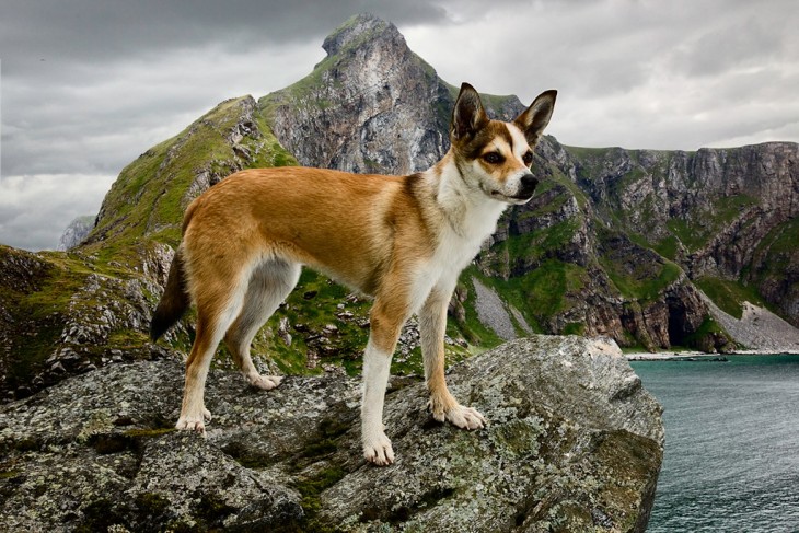 Lundehund noruego perro con seis dedos en cada pata