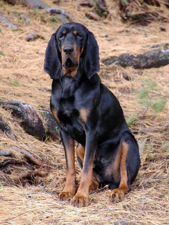 perro Coonhound