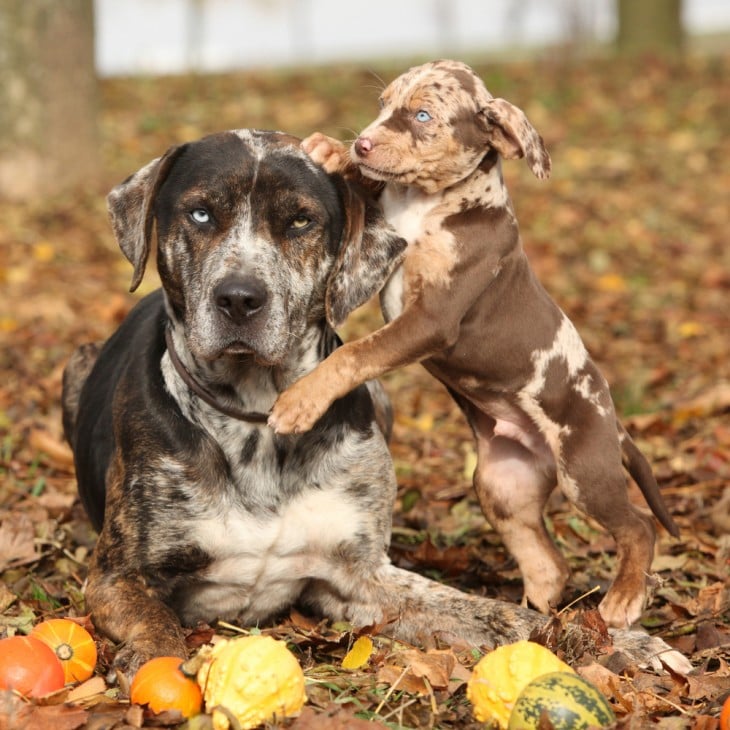 Leopardo Catahoula con su cria