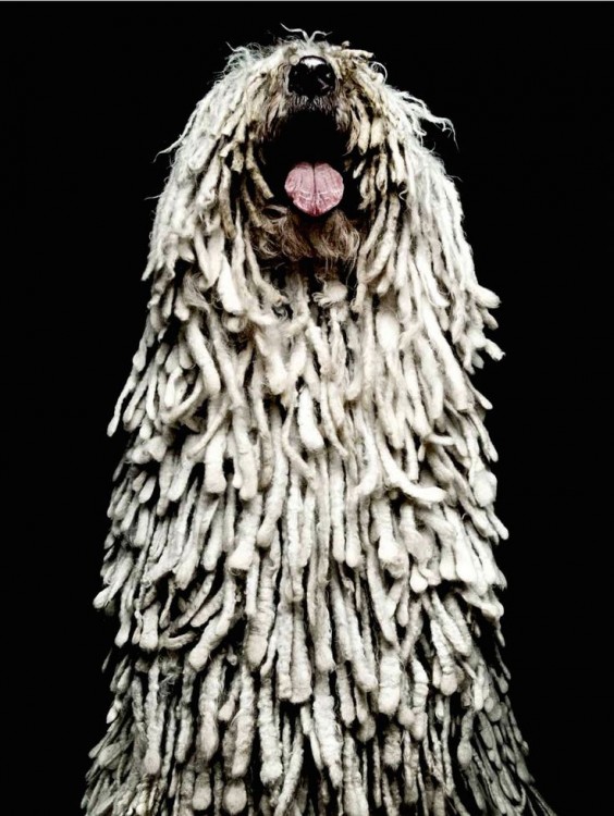 perro Puli con pedrigree azul