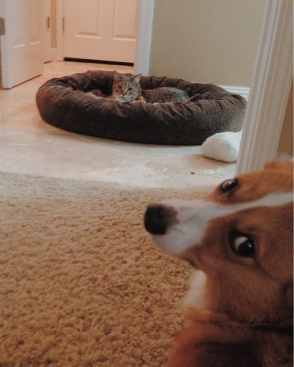 perro corgi esperando a que su dueño le quite la cama