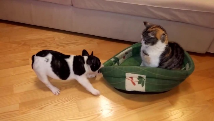 bulldogfrances arrancandole su cama al gato