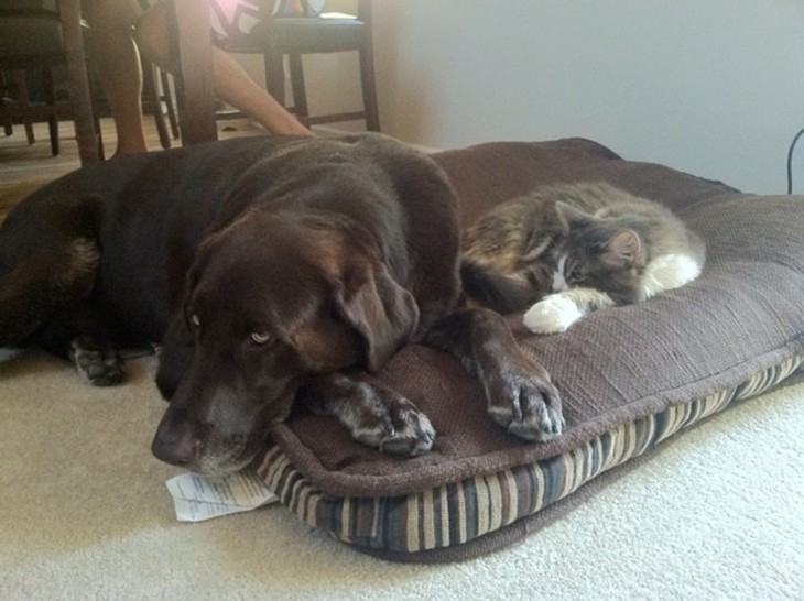 PERRO LABRADOR COLOR CHOCOLATE COMPARTIENDO LA CAMA CON SU AMIGO EL GATO