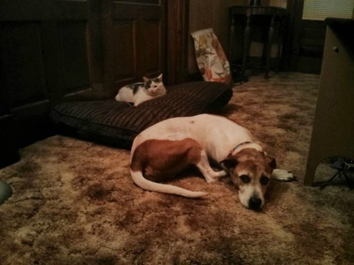 PERRO ACOSTADO A UN LADO DE SU CAMA PORQUE EL GATO SE LO QUITO