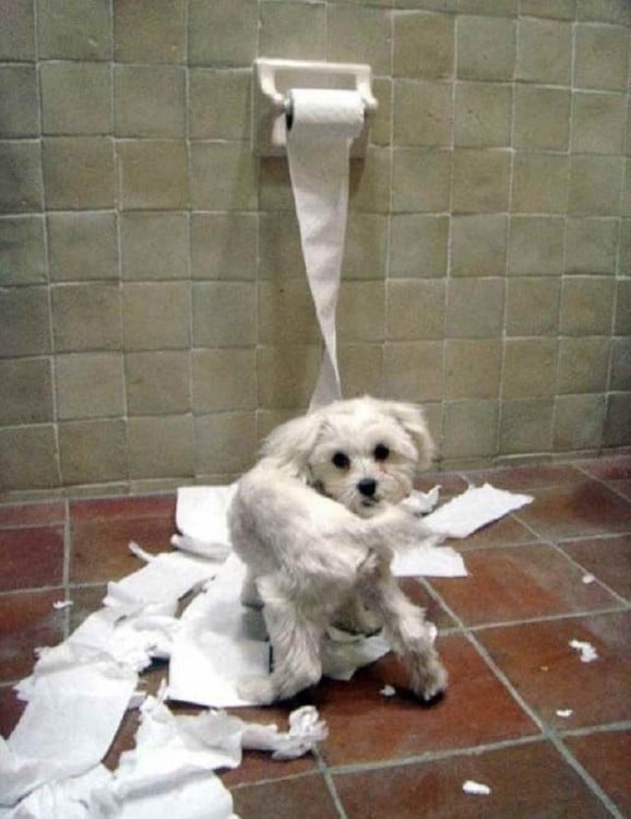 perro que destruye el papel sanitario