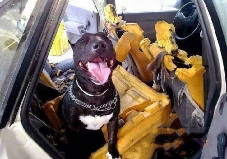 perro que destruyo el carro de su dueño