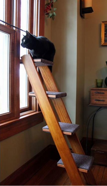 ESCALERA VIEJE JUNTO A LA VENTANA PARA QUE TU GATO PUEDA TREPAR DE UNA FORMA SENCILLA PARA OBSERVA HACE EL EXTERIOR