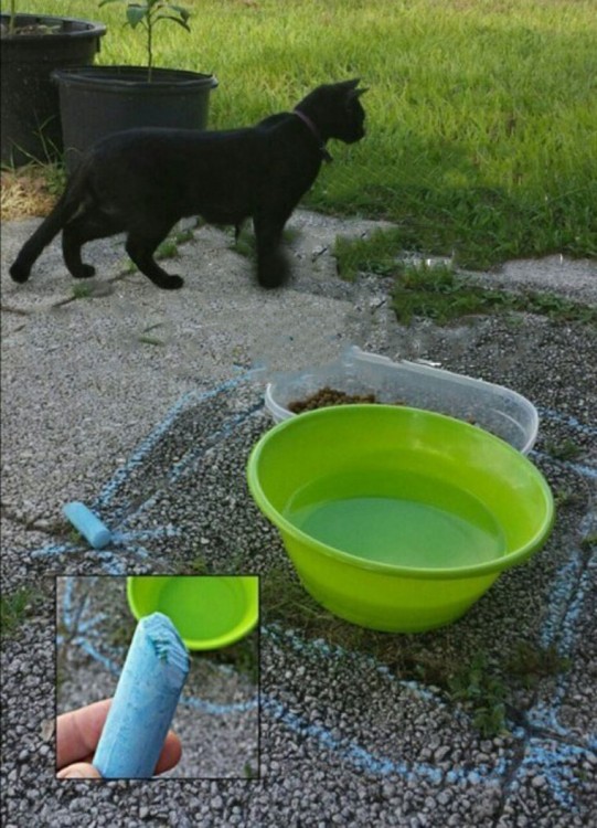 UTILIZA UN GIS PARA ENCERRAR LA COMIDA DEL GATO Y ASÍ NO SE LA COMAN LAS HORMIGAS