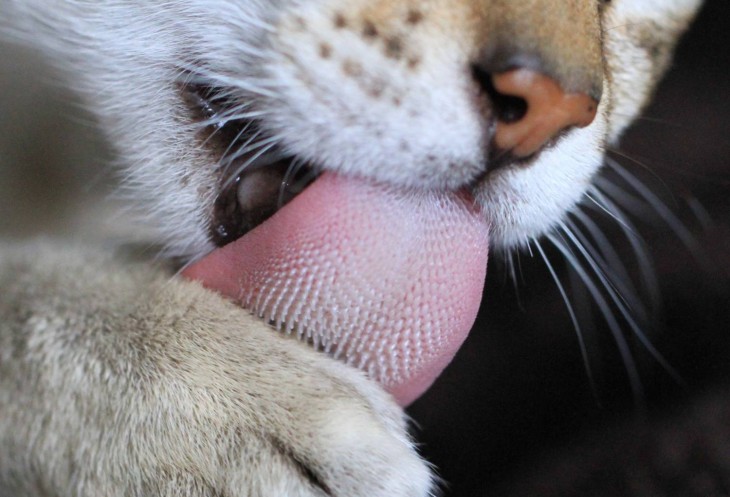 LA LENGUA DE GATO ES AFILADA