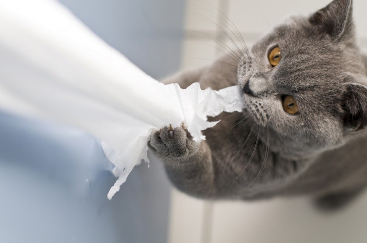 GATO MORDIENDO EL PAPEL SANITARIO , ES UN HABITO QUE LOS GATOS TIENEN