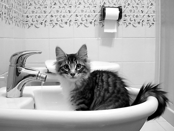 GATO BAÑANDOSE EN UN LAVABO