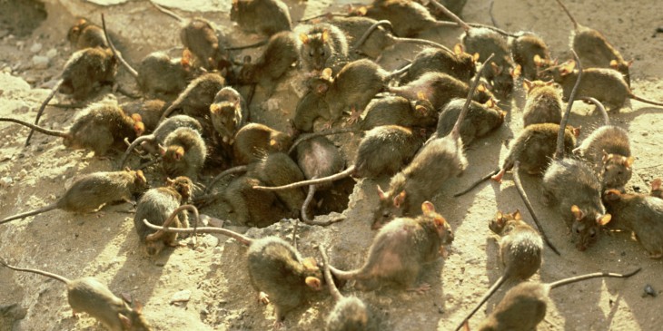 plaga de ratas negras en la edad media utilizadas para cortarles l as pieles y ponerselas en las cejas