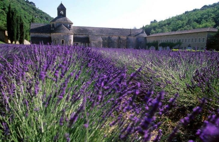 campos de lavanda con un fondo de la edad media