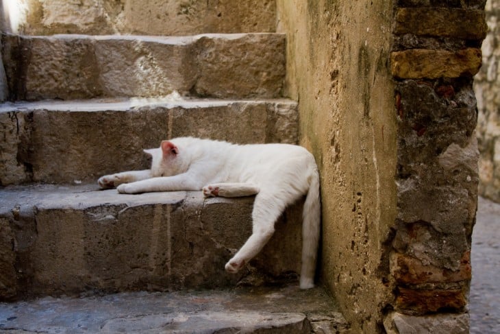 gato acostado en las escaleras