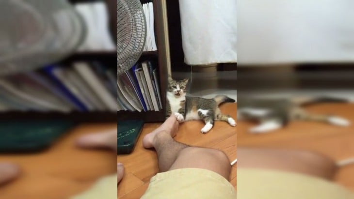 gato mordiendo los pies de su dueño