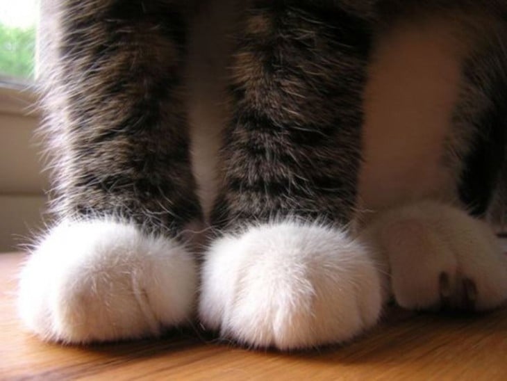 gato con patas lindas