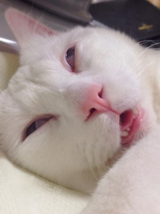 gato blanco con la cara de menso