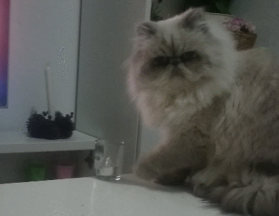 gato desobece a su dueña y tira el vaso
