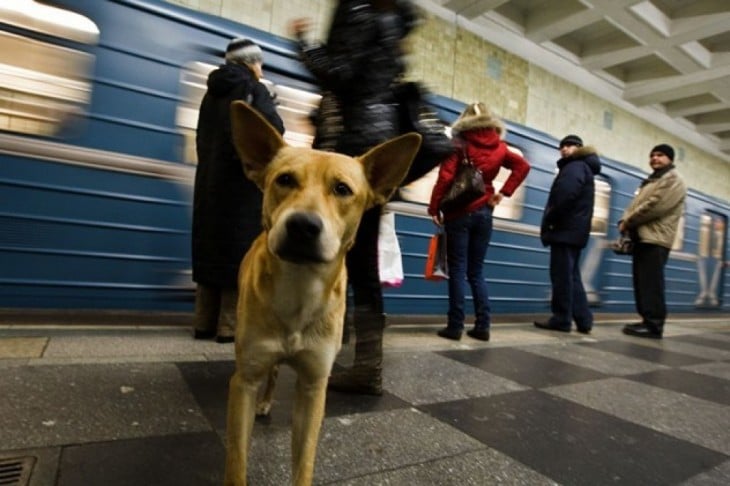 PERRO CALLEJERO EN LAS CALLES DE MADRID