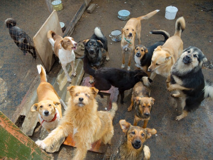 PERRO MADRILEÑOS EN REFUGIOS