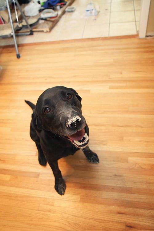 perro negro con betún blanco en la nariz y boca