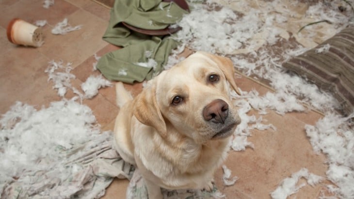 perro con la almohada destruida por el desgarrada por todo el piso