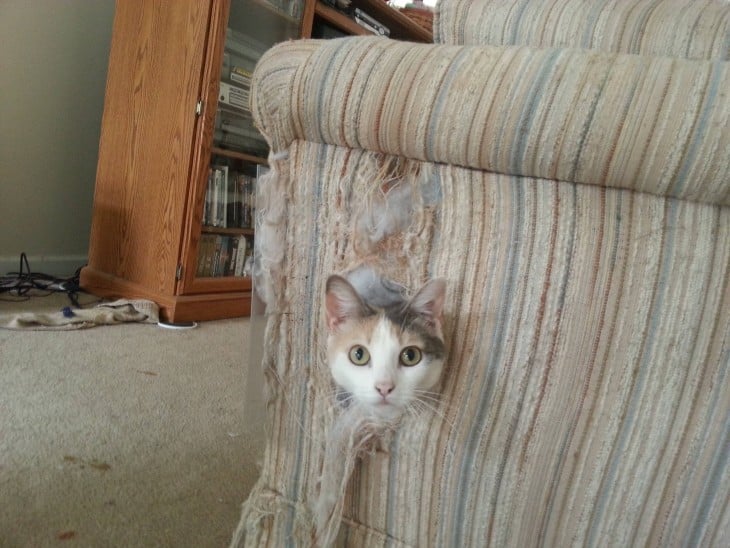 el gato rompio el sillon y saco la cabeza por un lateral con la tela desgarrada