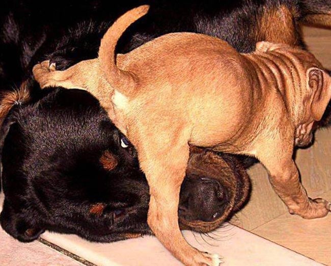 perro poniendole el tgrasero en la cara a un perro mas grande