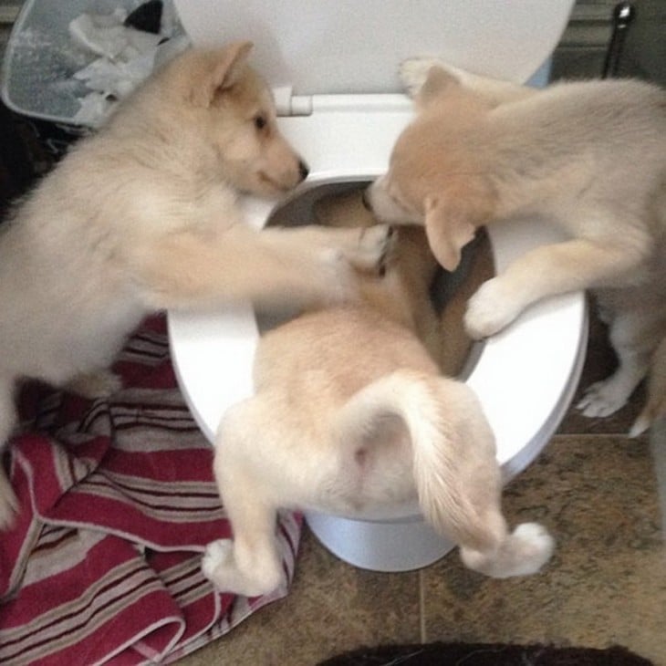 perros ahogando a su hermano perrito