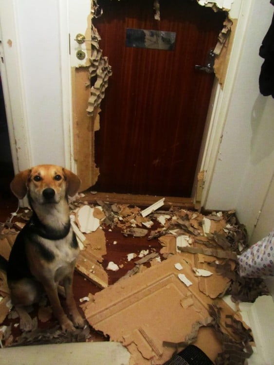 perro que desstruyo la puerta de su casa