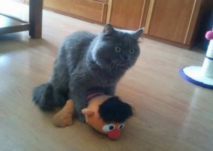 gato jugando con un peluche de su dueño