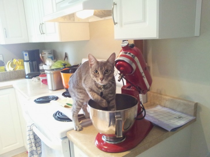 gato metiendo la batidora las patas a la batidora