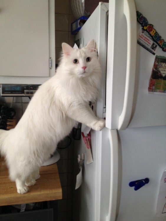 gato intentando abrir el refrigerado y su dueño lo encuntras