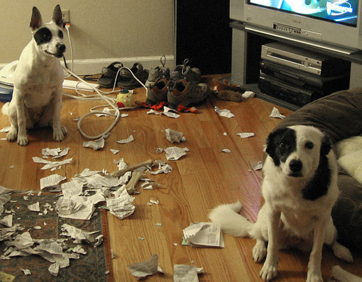 dos perros que hicieron travesuras en la casa