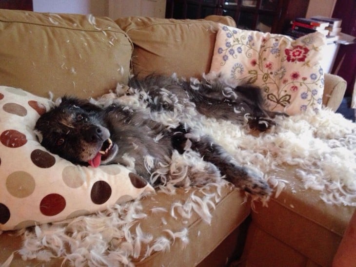 perro entre plumas porque destruyo su almohada