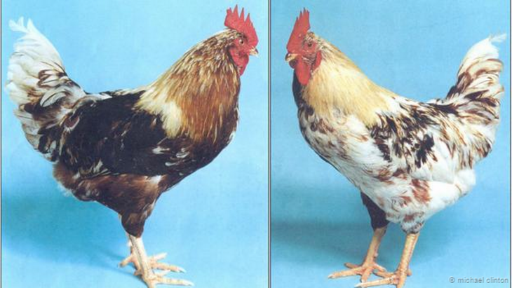 imagen de un pollo mitad gallina y mitad gallo
