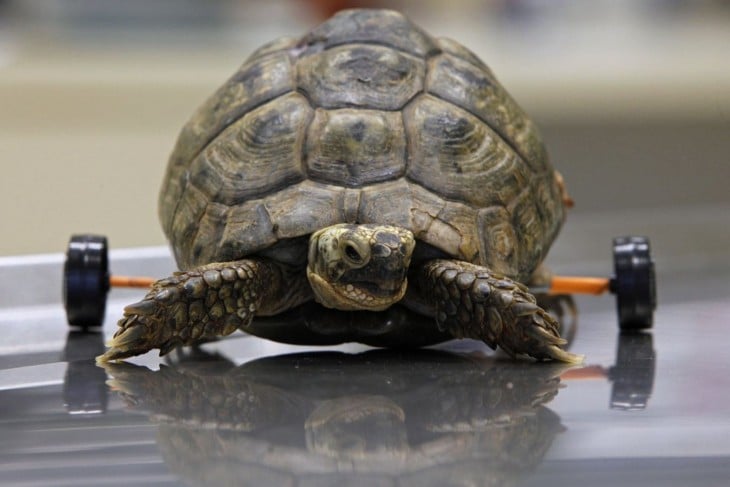 una pequeña tortuga con unas ruedas en su parte trasera 