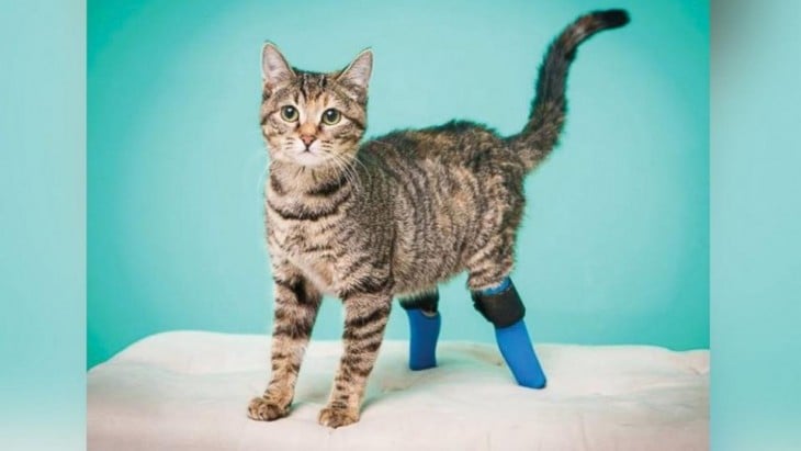 gato con un par de prótesis en su patas traseras parado sobre una mesa 