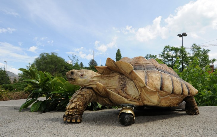 una enorme tortuga con una prótesis en su pata delantera izquierda 