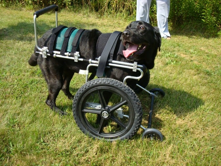 perrita con una silla de ruedas en sus patas delanteras parada en un jardín 