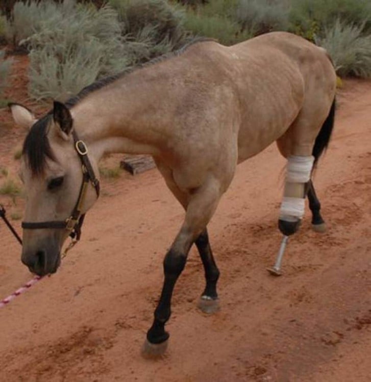 fotografía de un caballo con una prótesis en una de sus patas traseras 
