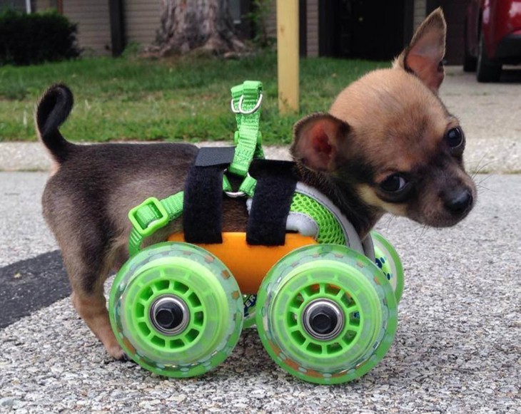 pequeño perrito chihuahua con un pequeño carrito como prótesis 