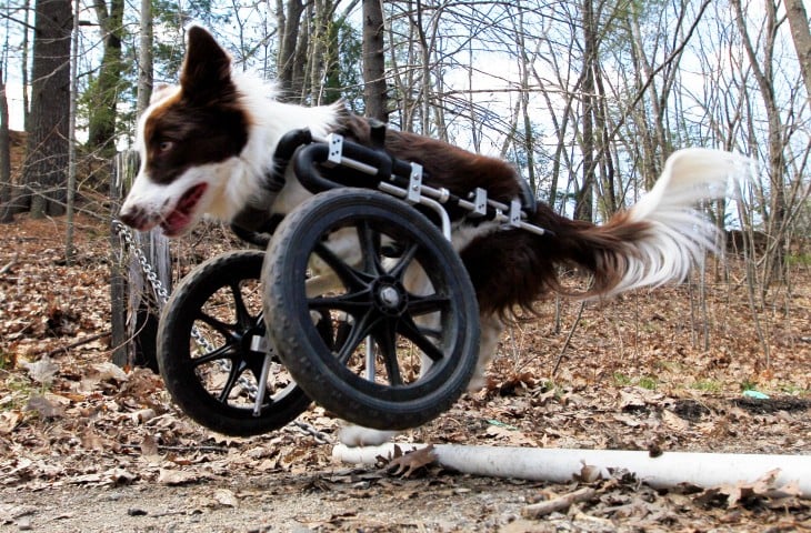 Perrito con una silla de ruedas en sus patas delanteras 