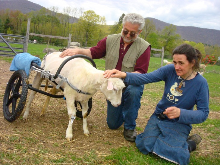 Dos personas acariciando a una oveja con sillas de ruedas 