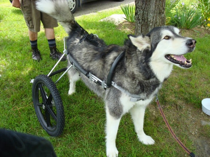 Perro malamute con una silla de ruedas para sus patas traseras